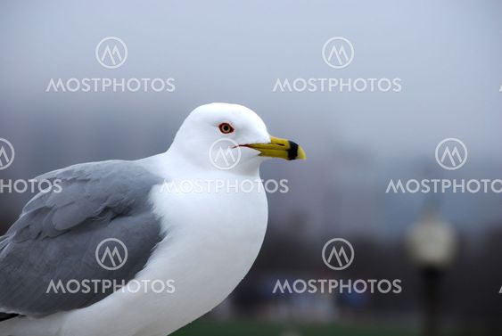 Beautiful Seagull