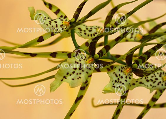beautiful orchid on yellow background