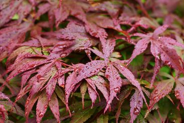 Closeup, nature or rain on acer palmatum for growth,...