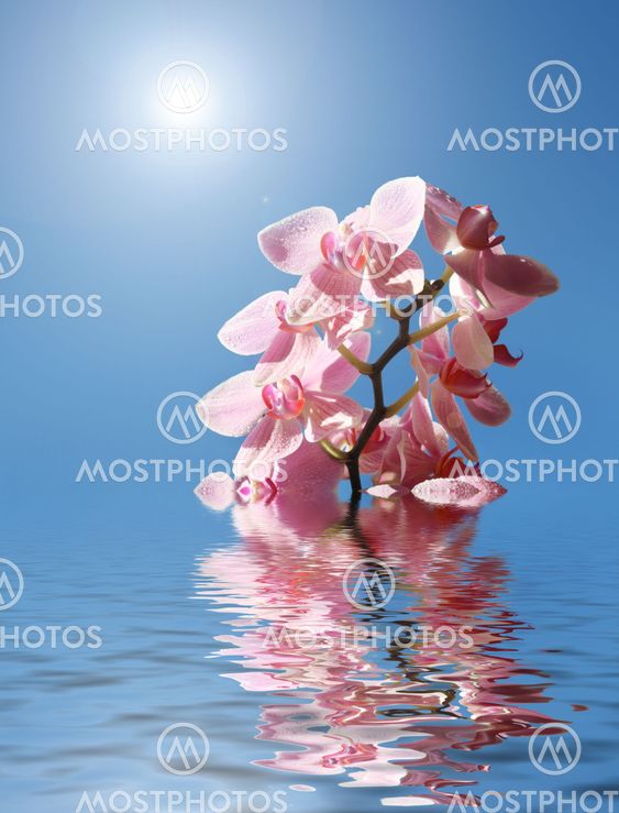 Orchid i vandet