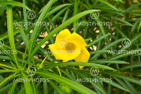Yellow oleander Flower