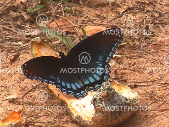 Butterfly on cantalope