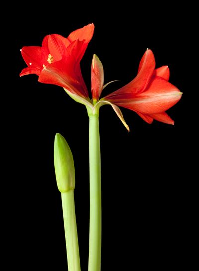 Amaryllis plant