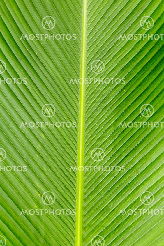 Green leaf of a palm tree.
