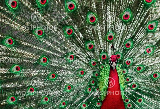 Holiday Peacock
