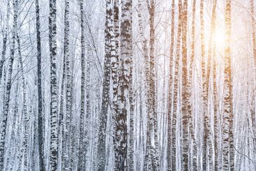 Birch grove after a snowfall on a winter. Sunlight...