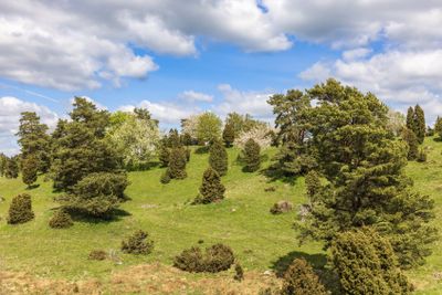 Juniper trees on a meadow landscape view