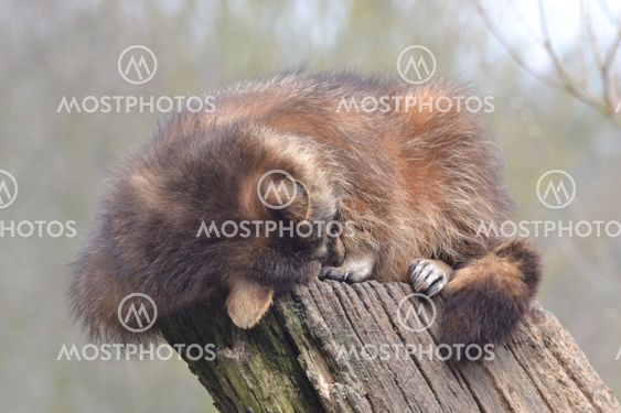 Sleeping raccoon