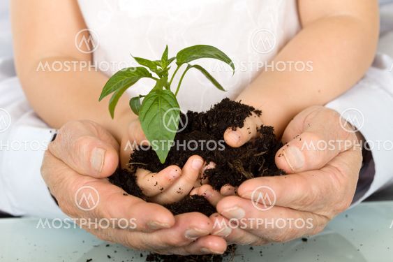 Child and adult hands holding new plant