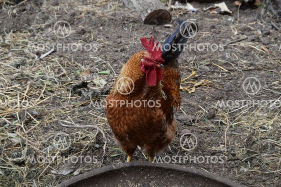 Rooster. Owner of a poultry yard.