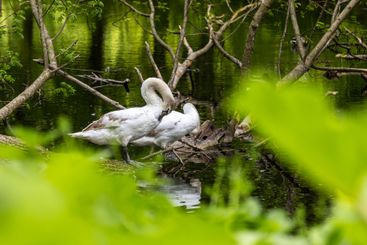 Beautiful white swans preen their feathers, drink water...