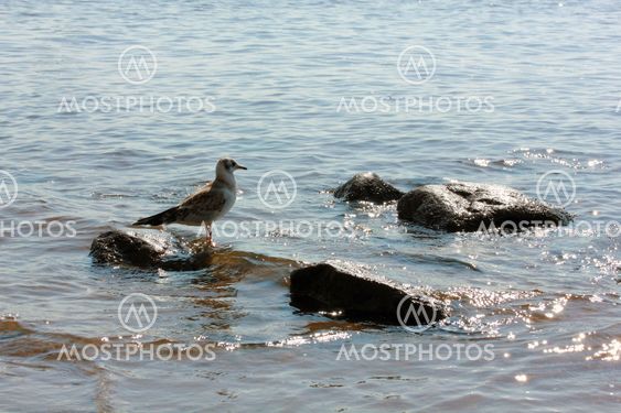Chaika is on the rocks in the river