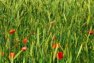 Field, flowers and green in nature outdoor for blooming,...