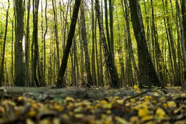 Forest during sunny day on the beginning of fall season