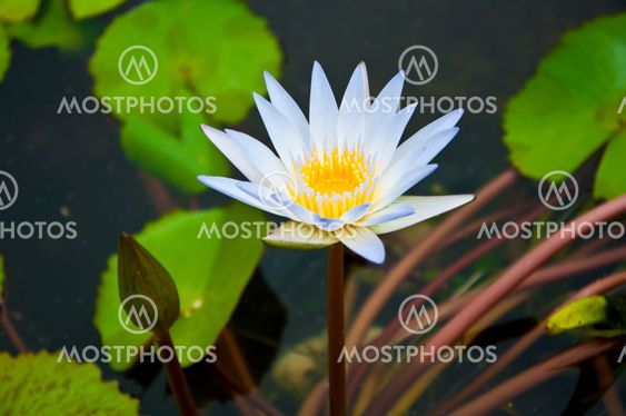 White lotus