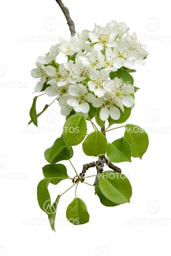 blossoming branch of pear wood