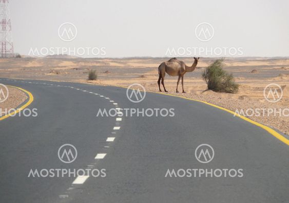 The road between Wadi Halfa and Khartoum.