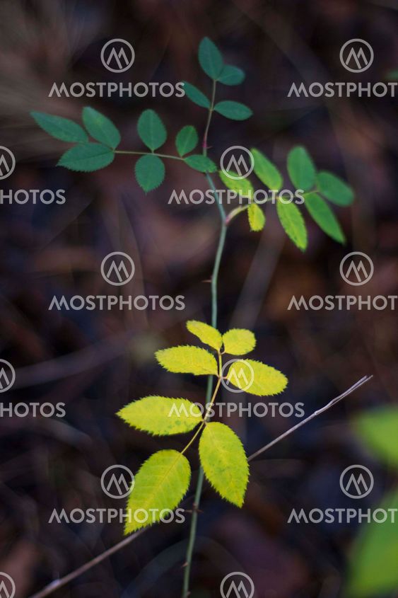 A rope with leaves on background of dry grass