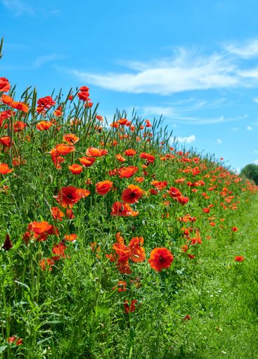 Poppies, outdoor summer and natural field in...