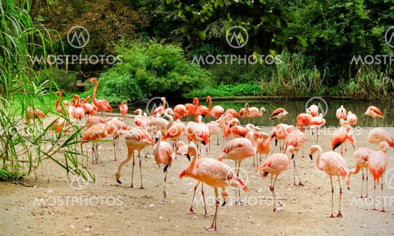 Caribbean flamingos