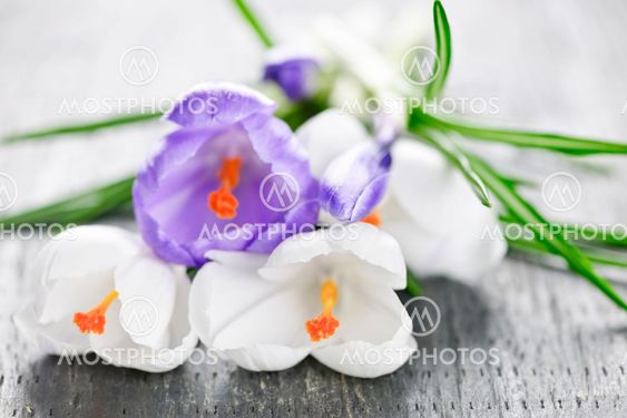 Spring crocus flowers