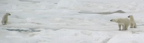 Three polar bears