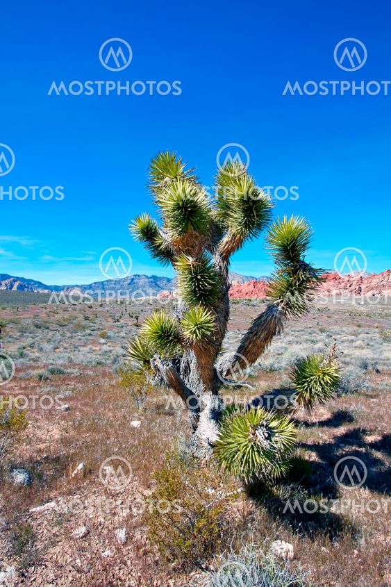 Mojaven Desert näkymä.