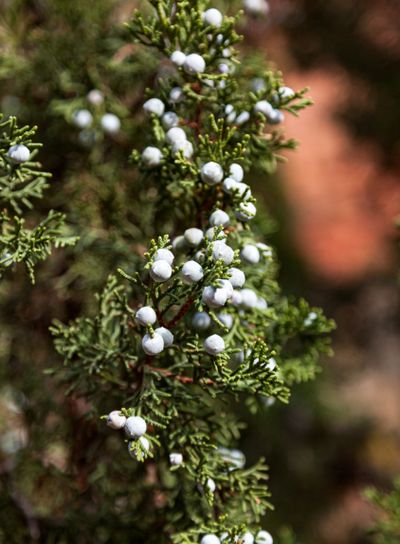 Juniper Berries on a Tree at Zion National Park.