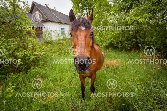 horse on a leash in the village, view from close