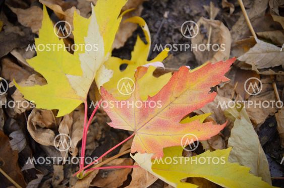 Background of a group autumn orange leaves