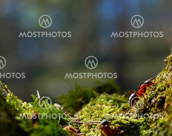 Ant