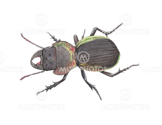 Giant-ground-beetle3