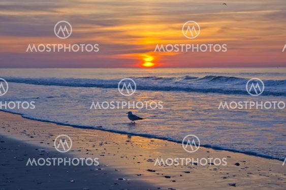 Sunrise with Gull