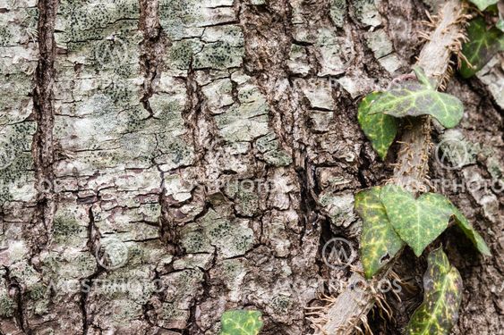 Texture or background of tree bark