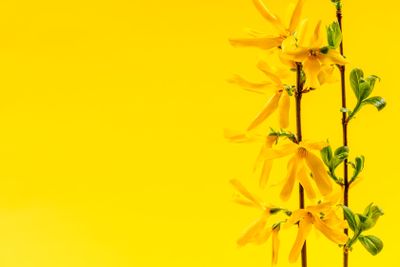 Spring yellow background with forsythia flowers
