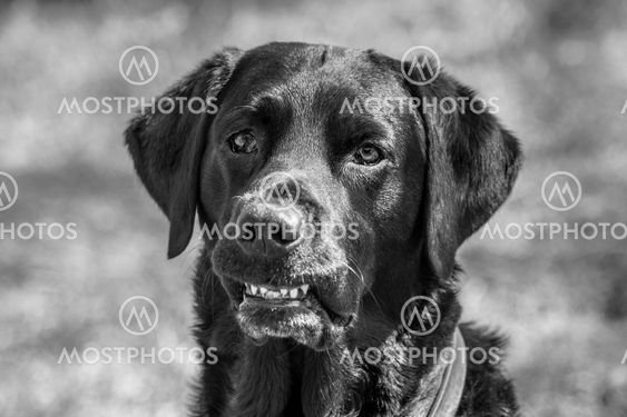 Hund ler