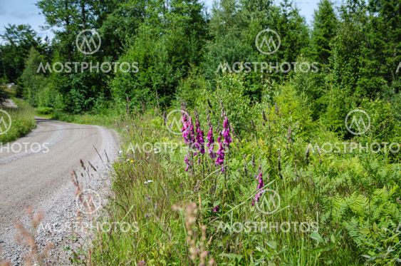 Purple flowers along a gravel road side