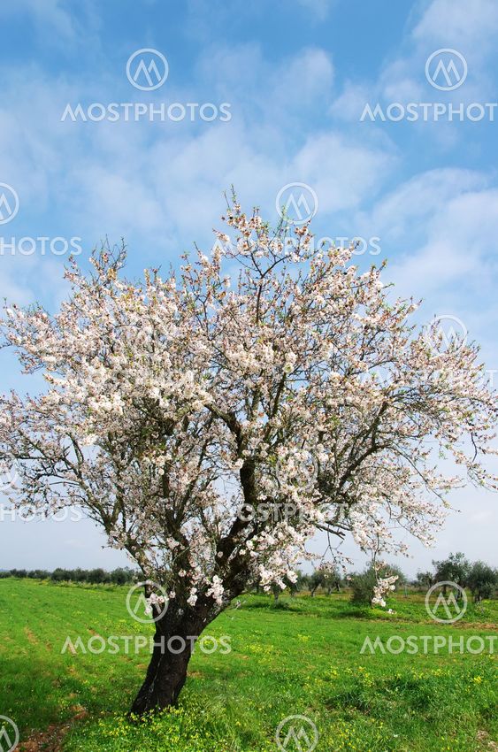 almond tree blooming in the alentejo region, Portugal