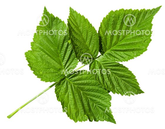 twig with green leaves of Raspberry plant
