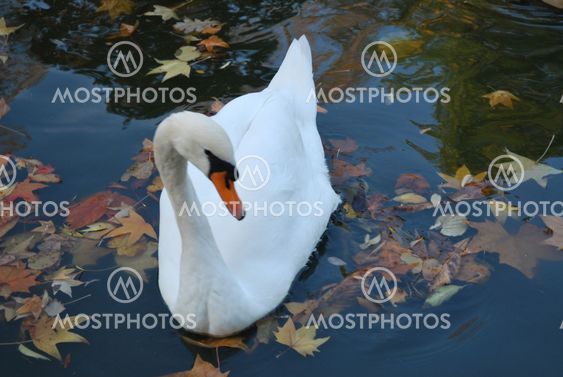 Swan