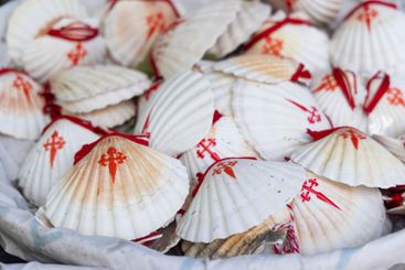 the symbol of the Way of St. James, the shell of St. Jacob