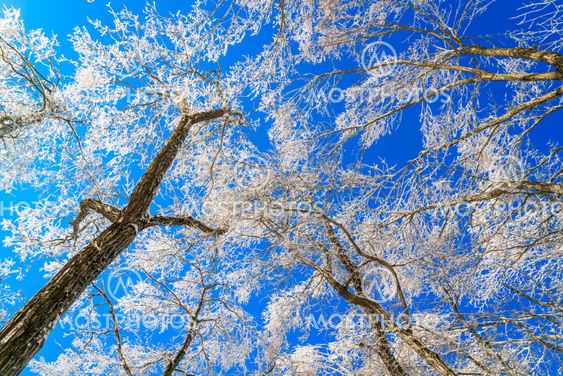 Frozen trees in winter with blue sky
