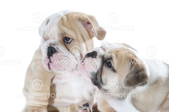 Cute english bulldog puppies isolated