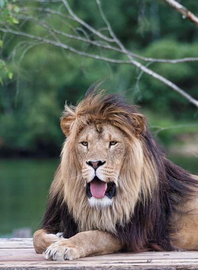 african  lion on top of car
