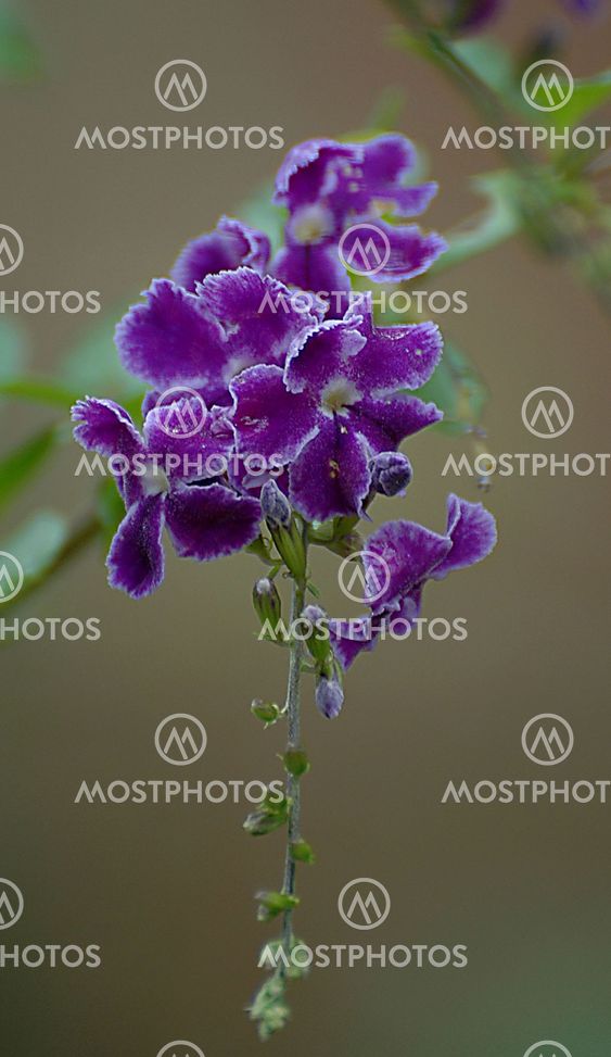 Purple Flower