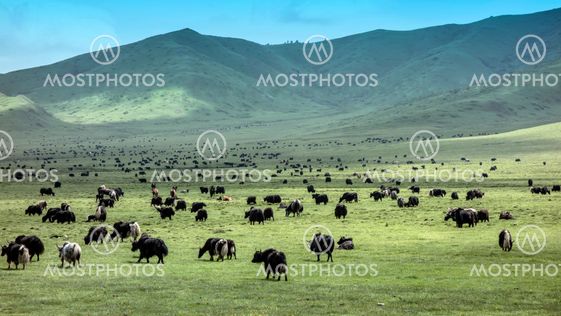 Tibetan Yaks