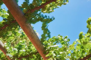 Branch, growth and leaves in nature, sky and...