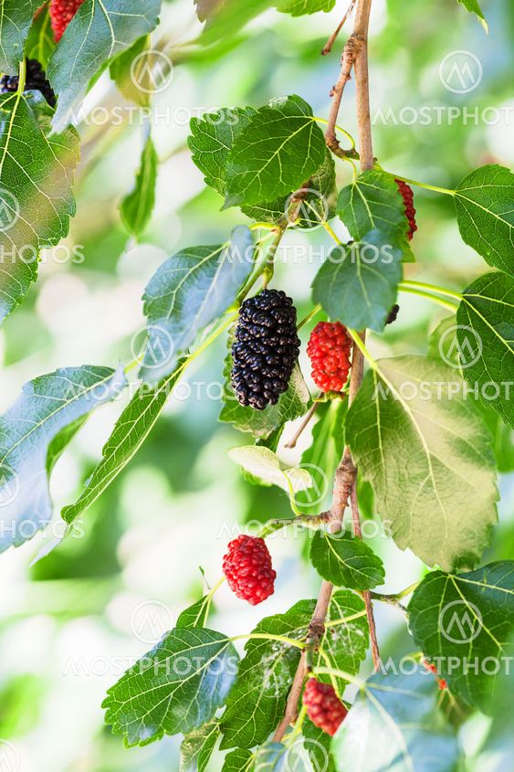 twig with black and red berries on Morus tree