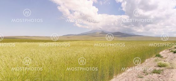 Wheat field