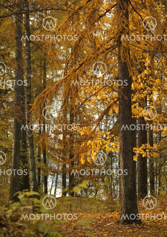 Larch trees turning golden